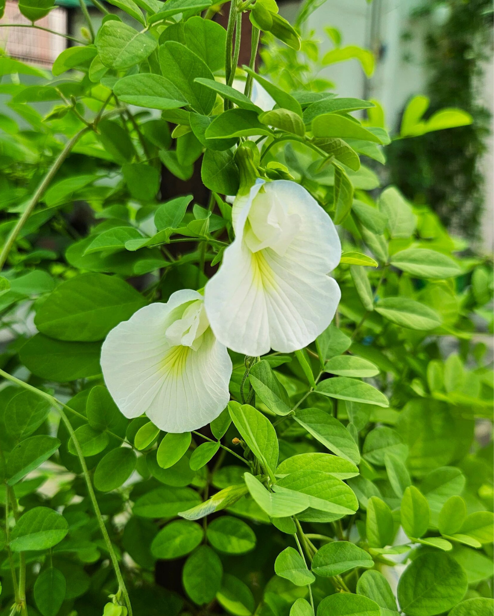 Clitoria Flower seeds for Planting Hardy Variety, Heirloom & GMO Free Seeds for Home Garden vegetable and garden seeds