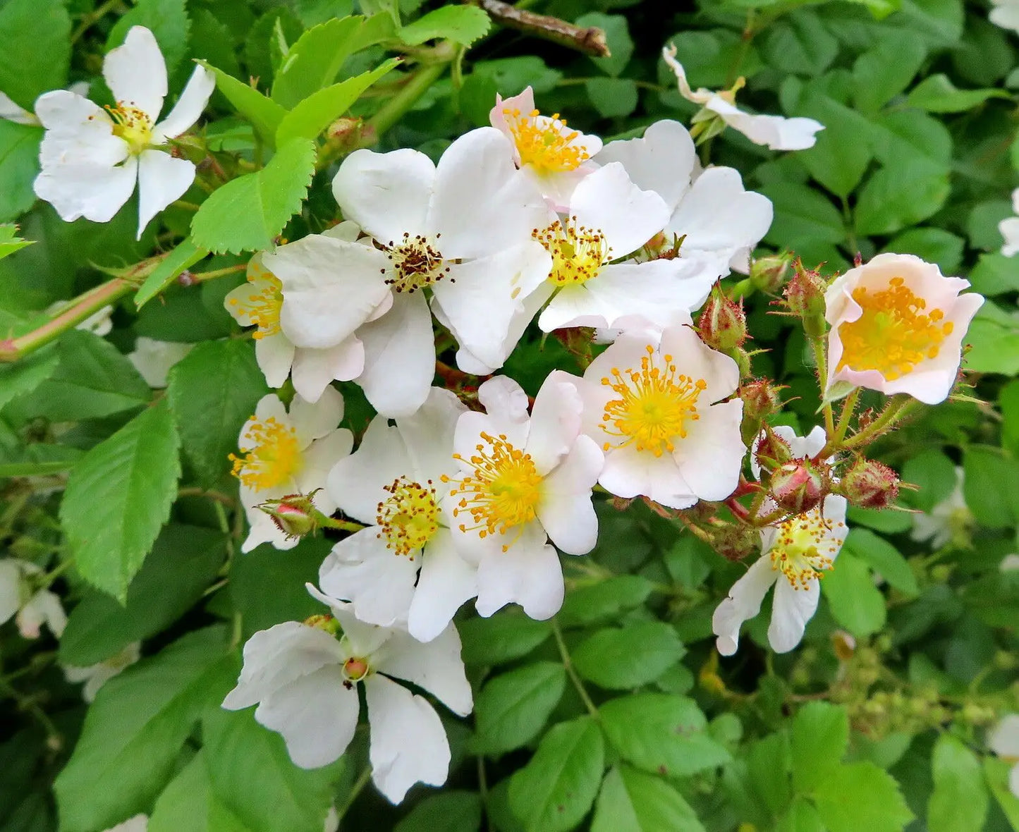 Fallopia Multiflora Flower seeds for Planting Perfect for Borders Heirloom & GMO Free Seeds for Home Garden