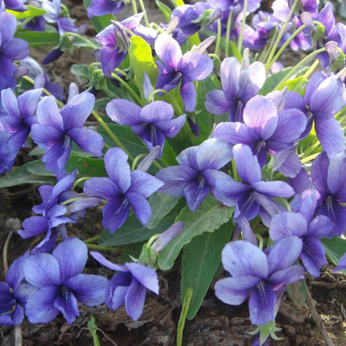 Premium Blue Viola Mandshurica Flower seeds for Planting Easy to Grow, Heirloom & GMO Free Seeds for Home Garden seeds
