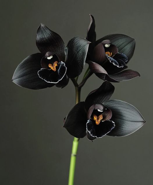 Premium Black Cymbidium Orchid Flower seeds for Planting Bright Blooms, Heirloom & GMO Free Seeds for Home Garden seeds