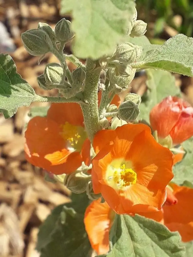 Premium Orange Sphaeralcea Flower seeds for Planting Cottage Garden Essential, Heirloom & GMO Free Seeds for Home Garden seeds