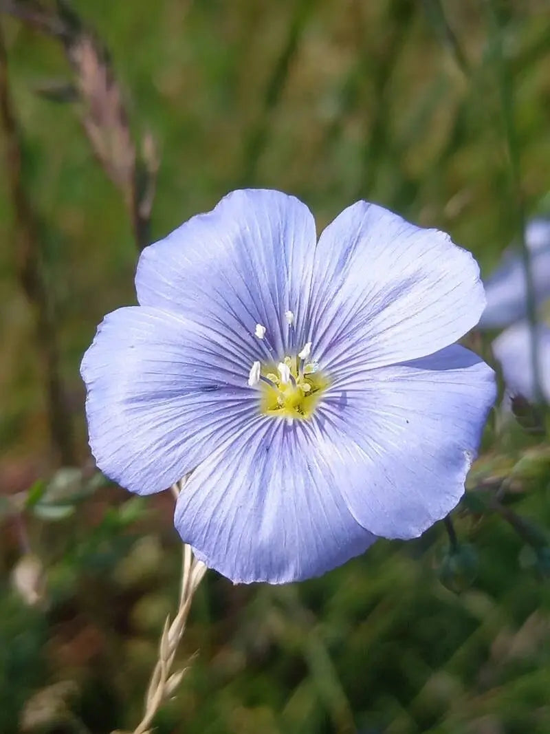 Premium Linum Flower seeds for Planting Drought Tolerant Heirloom & GMO Free Seeds for Home Garden seeds