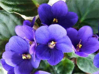 Saintpaulia Ionantha Flower seeds for Planting Fragrant Blossoms Heirloom & GMO Free Seeds for Home Garden