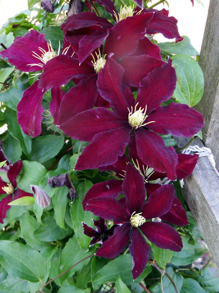 Premium Maroon Clematis Flower seeds for Planting Drought Tolerant, Heirloom & GMO Free Seeds for Home Garden seeds