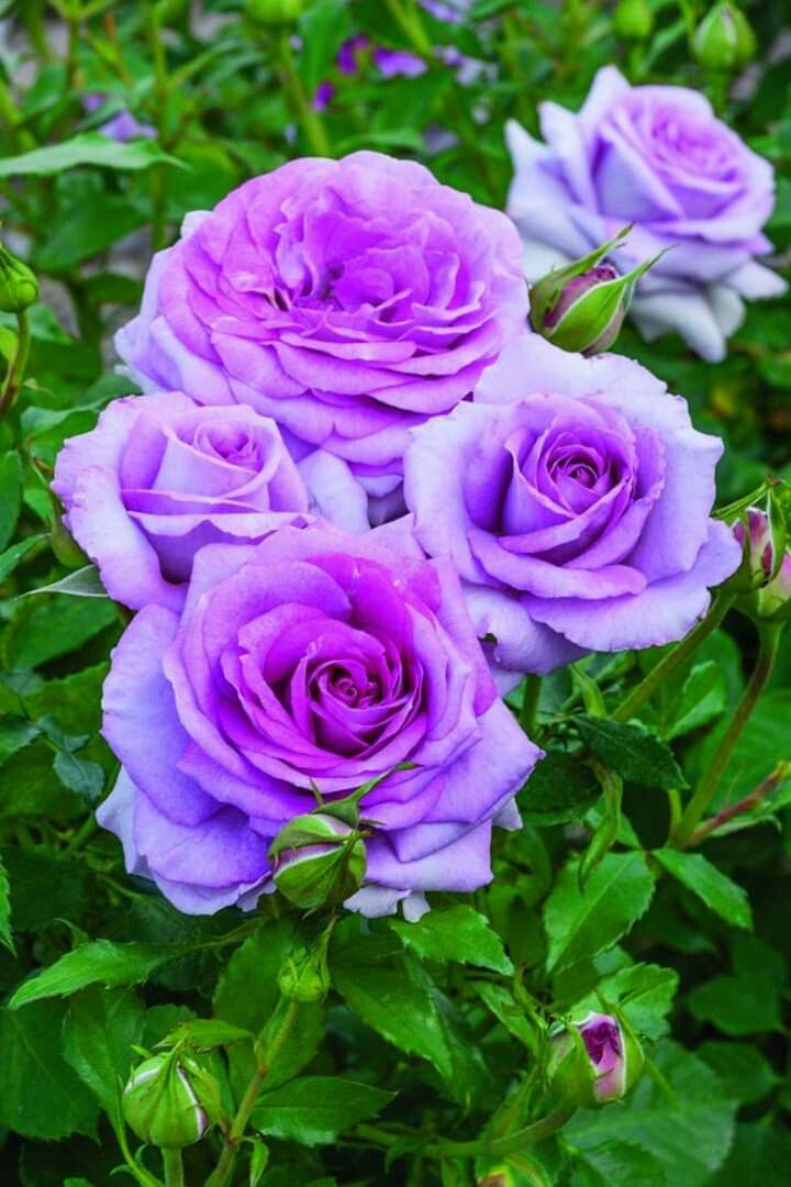 Violet Rose Edge Flower seeds for Planting Low Maintenance, Heirloom & GMO Free Seeds for Home Garden vegetable and garden seeds