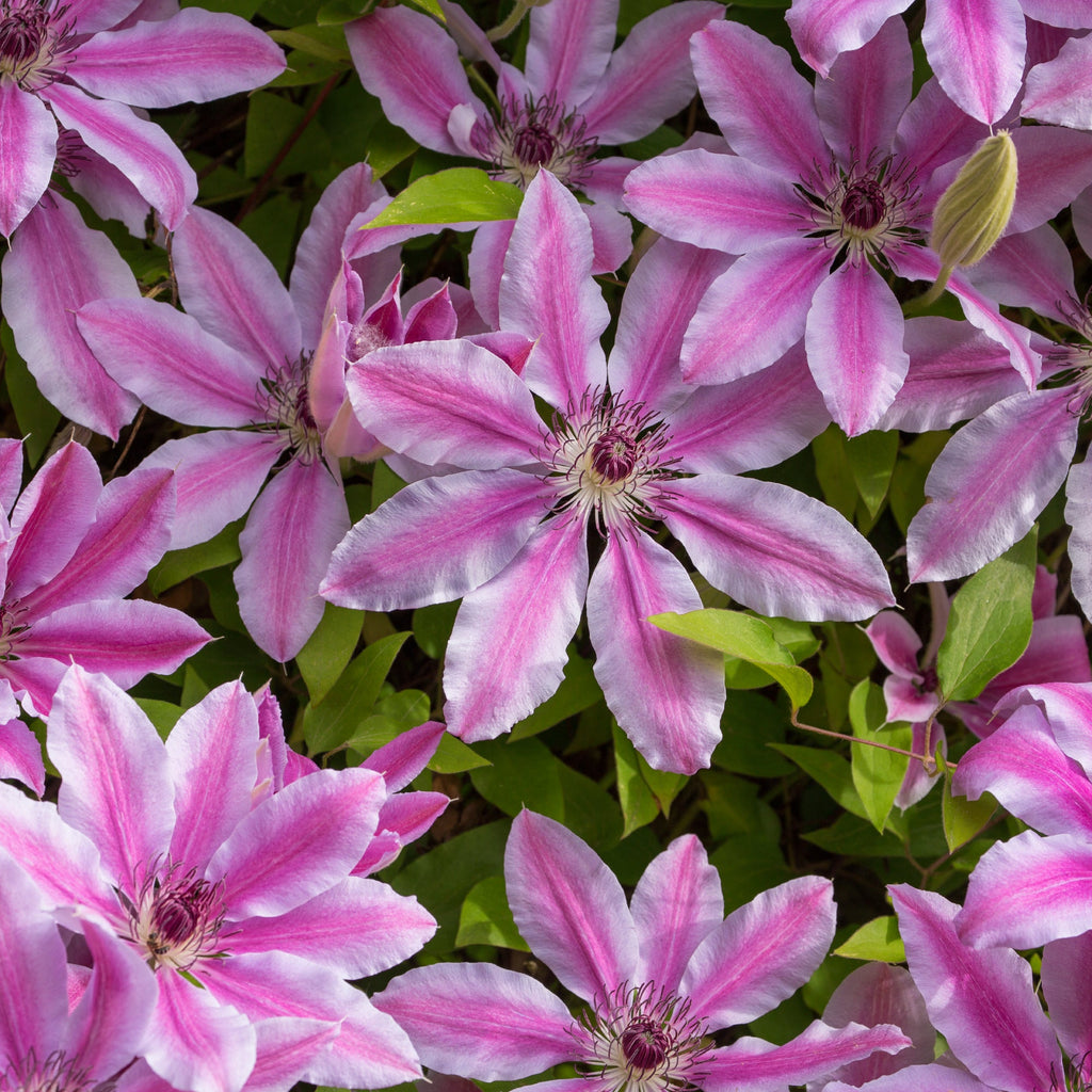 Clematis Purple Flower seeds for Planting Wildflower Mix, Heirloom & GMO Free Seeds for Home Garden vegetable and garden seeds