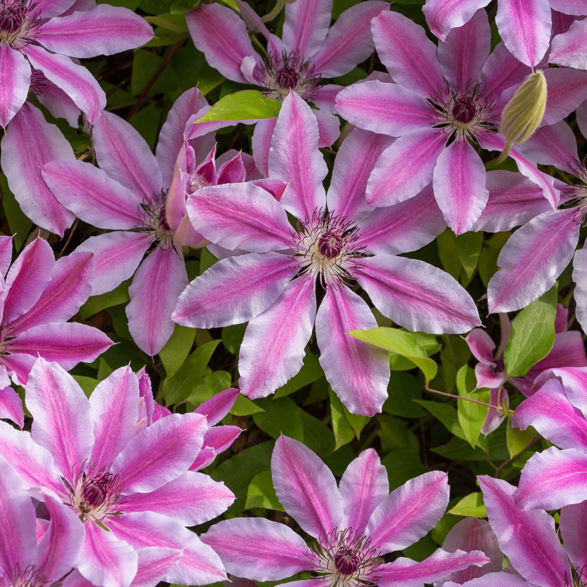 Premium Pink Violet Clematis Flower seeds for Planting Low Maintenance, Heirloom & GMO Free Seeds for Home Garden seeds