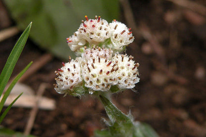 Pussytoes Flower seeds for Planting, Low Maintenance Heirloom & GMO Free Seeds for Home Garden   Sale