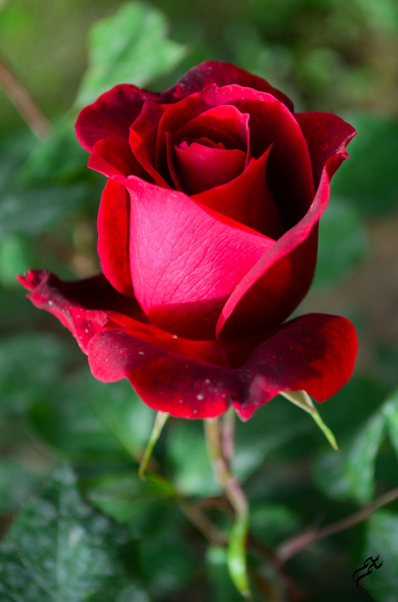 Multi Rose Flower seeds for Planting Perfect for Borders, Heirloom & GMO Free Seeds for Home Garden S seeds for planting