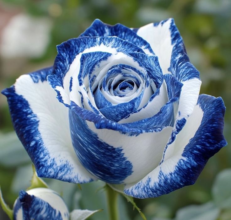 Tiger stripe blue Rose Flower seeds for Planting Perfect for Borders Heirloom & GMO Free Seeds for Home Garden