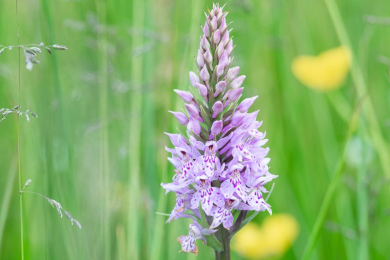 Dactylorhiza Flower seeds for Planting Low Maintenance, Heirloom & GMO Free Seeds for Home Garden vegetable and garden seeds
