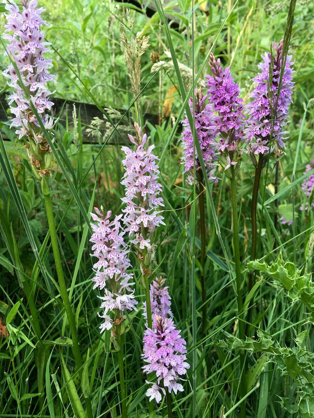 Premium Dactylorhiza Flower seeds for Planting Low Maintenance, Heirloom & GMO Free Seeds for Home Garden seeds