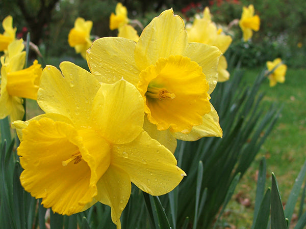 Thick Yellow Narcissus Flower seeds for Planting Cottage Garden Essential, Heirloom & GMO Free Seeds for Home Garden vegetable and garden seeds