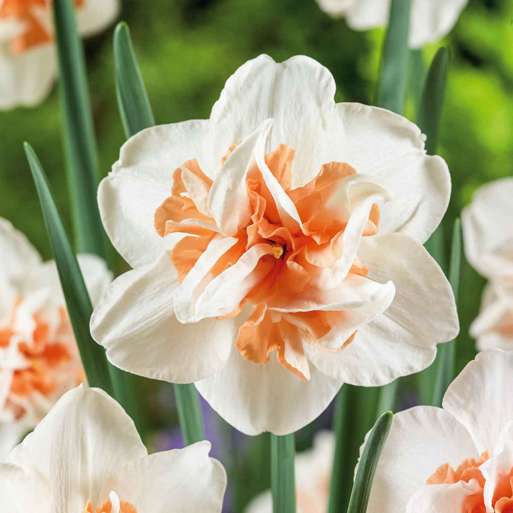 High quality Narciso Flower seeds for Planting Premium Quality, Heirloom & GMO Free Seeds for Home Garden seeds pack