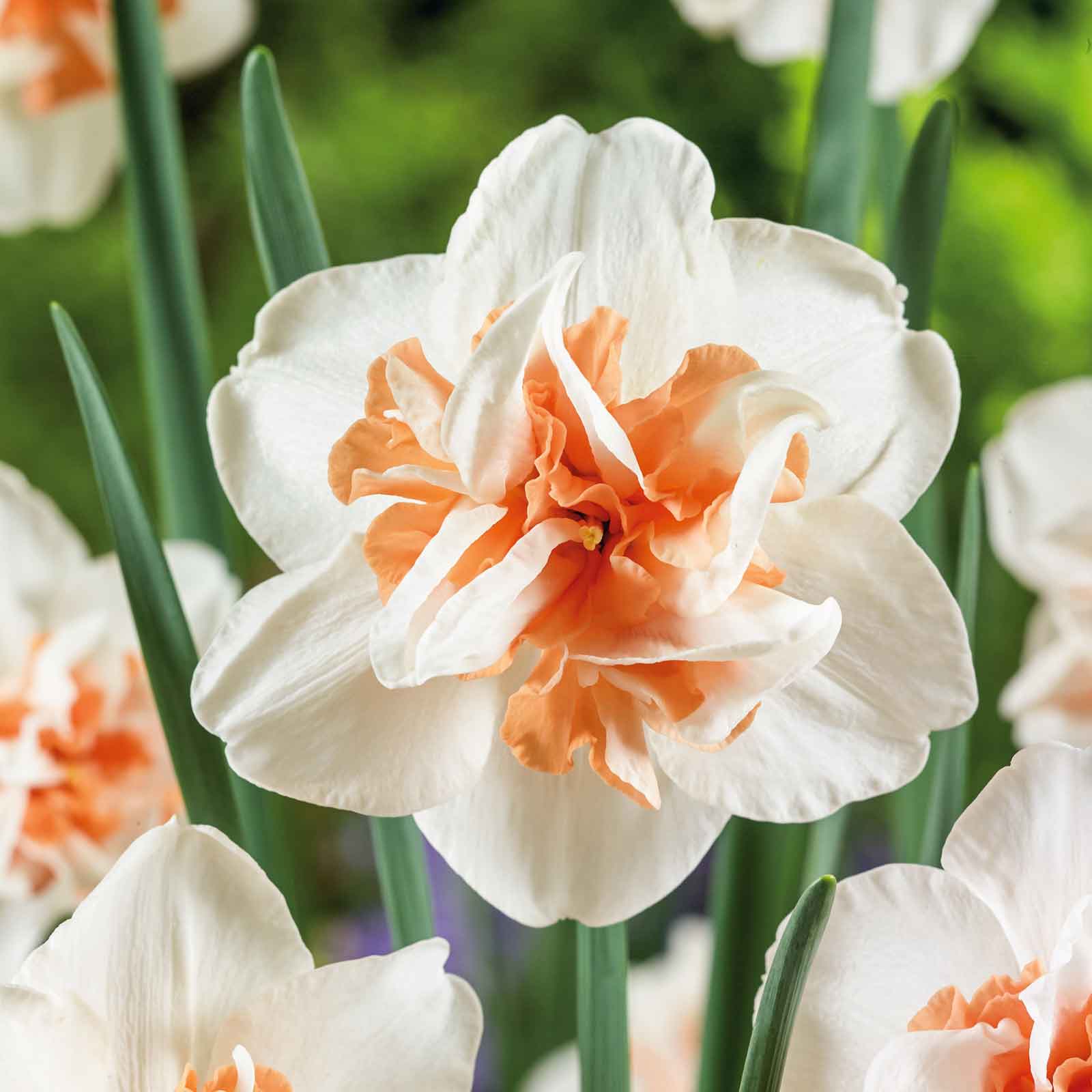 High quality Narciso Flower seeds for Planting Premium Quality, Heirloom & GMO Free Seeds for Home Garden seeds pack