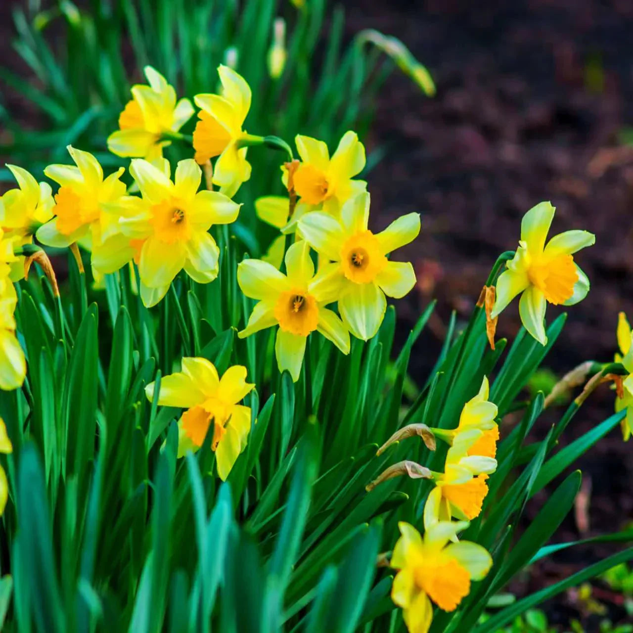 Beautiful Garden Display of Yellow Daffodils