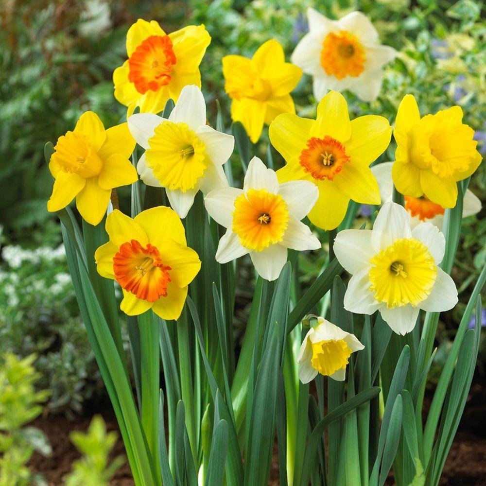 Premium Narcissus Flower seeds for Planting Premium Quality Heirloom & GMO Free Seeds for Home Garden seeds