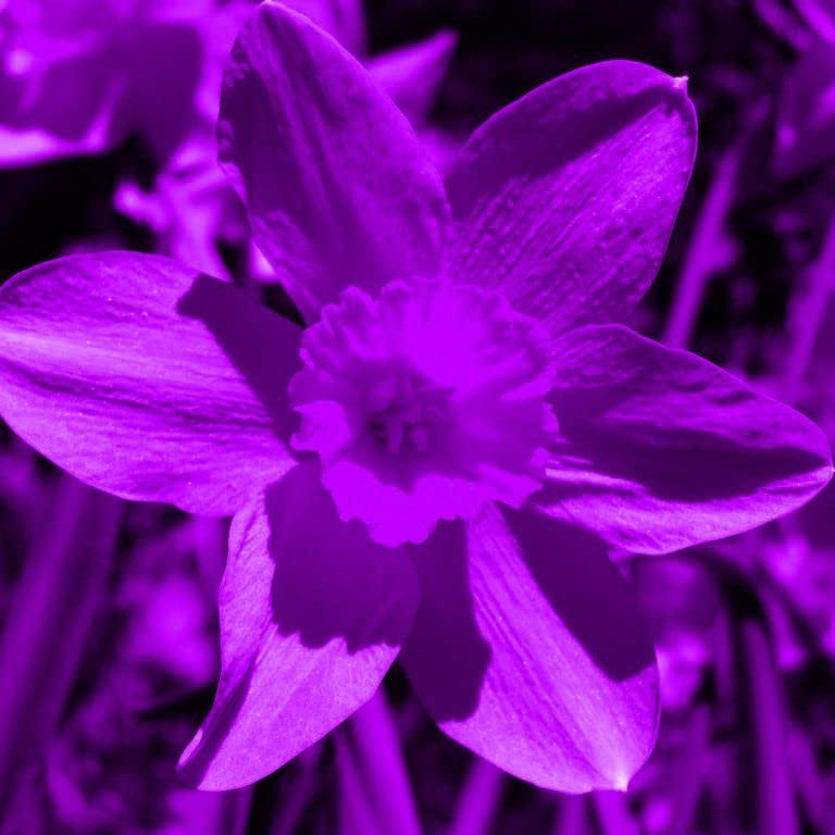 Non-GMO Purple Daffodil Flower Seeds