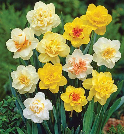 Mixed Daffodil Seeds For Planting - Multi-Color Blooms Flower