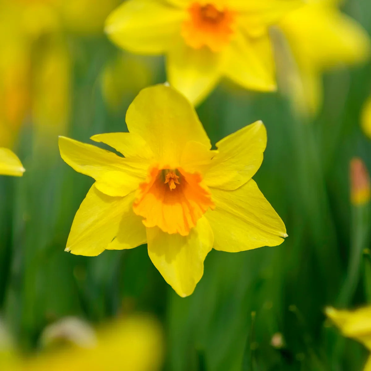 Narzissen Flower seeds for Planting Cut Flower Favorite, Heirloom & GMO Free Seeds for Home Garden vegetable and garden seeds