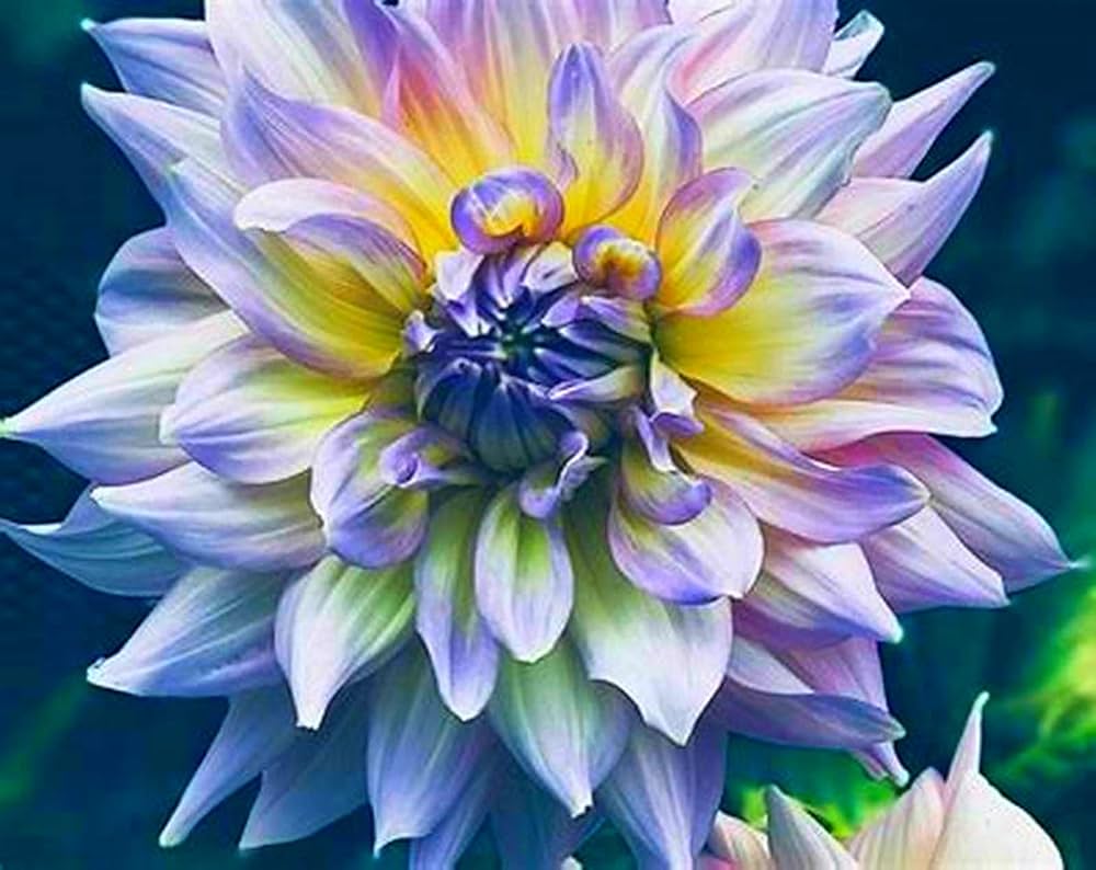 Colorful Dahlias Enhancing Garden Borders