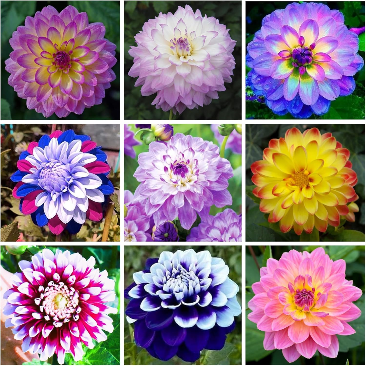 How to Grow Yellow Blue Dahlia Flowers