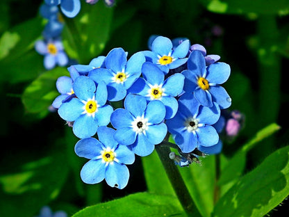 Forget Me Not Flower seeds for Planting Hardy Variety Heirloom & GMO Free Seeds for Home Garden