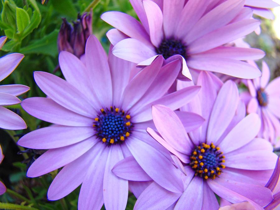 Premium Violet Daisy Flower seeds for Planting Sun Loving, Heirloom & GMO Free Seeds for Home Garden seeds