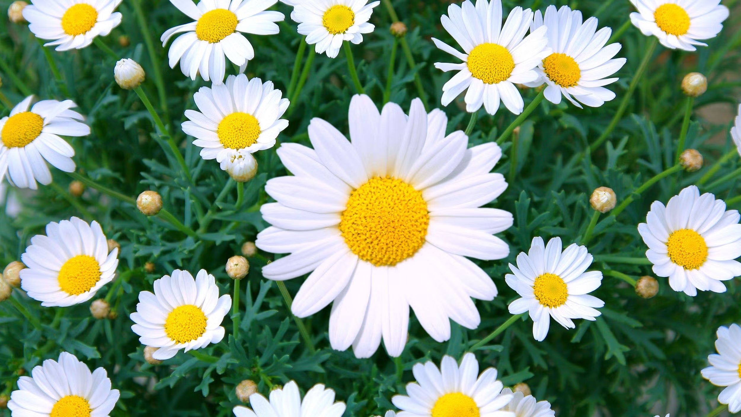 High quality White Leucanthemum Flower seeds for Planting Drought Tolerant, Heirloom & GMO Free Seeds for Home Garden seeds pack