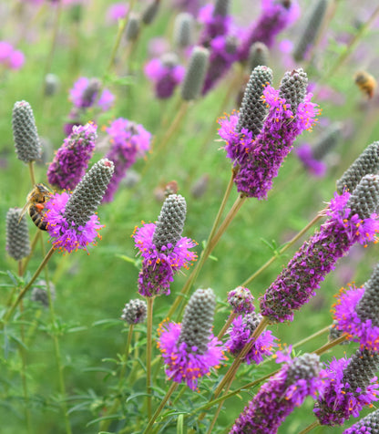 Dalea Purpurea Flower seeds for Planting Drought Tolerant Heirloom & GMO Free Seeds for Home Garden