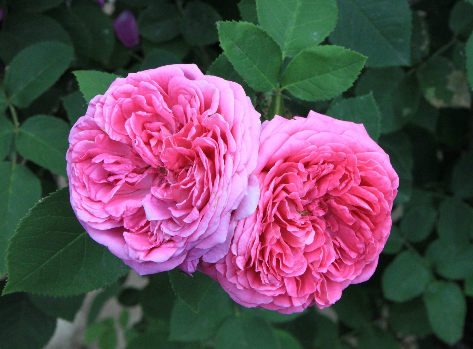 Premium Pink Damask Flower seeds for Planting Pollinator Friendly, Heirloom & GMO Free Seeds for Home Garden seeds