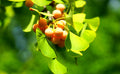 Ginkgo Fruit seeds for Planting Sun Loving, Heirloom & GMO Free Seeds for Home Garden seeds for planting