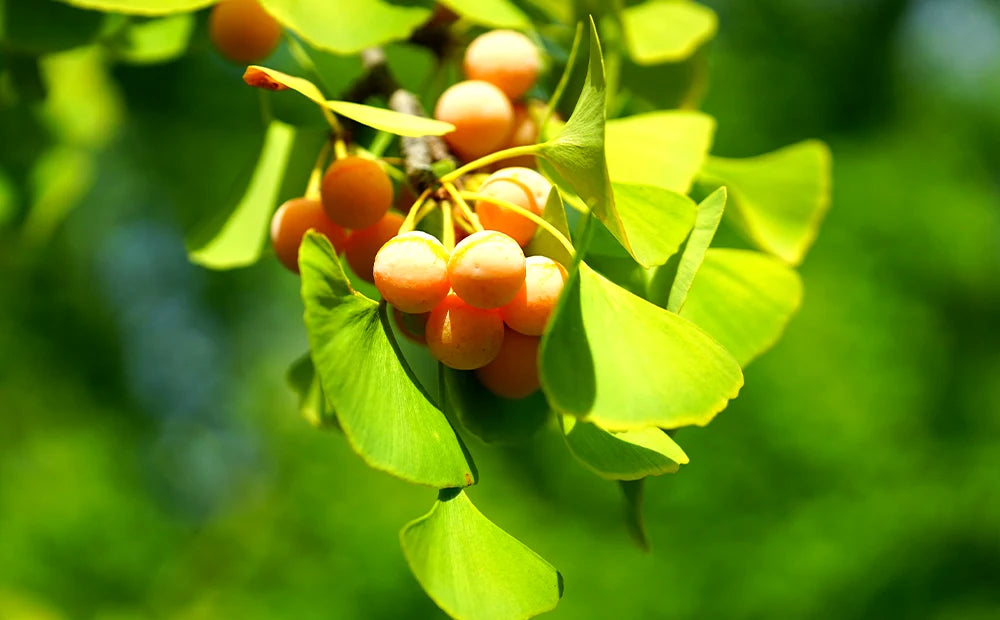 Ginkgo Fruit seeds for Planting Sun Loving, Heirloom & GMO Free Seeds for Home Garden seeds for planting