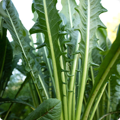 Italian Dandelion seeds Taraxacum officinale leafy plant