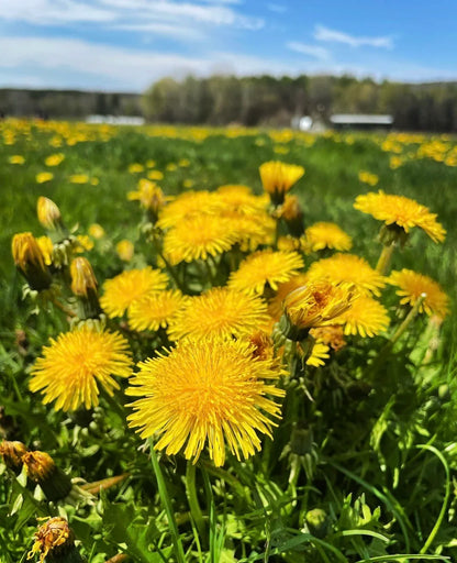 Dandelion Flower seeds for Planting Colorful Display Heirloom & GMO Free Seeds for Home Garden