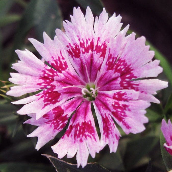 Pink White Dianthus Flower seeds for Planting Hardy Variety, Heirloom & GMO Free Seeds for Home Garden vegetable and garden seeds