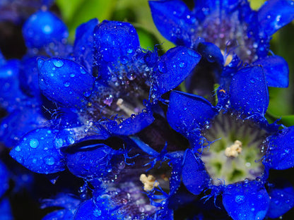 Dark Blue Nikita Gentian blooming in alpine rock garden