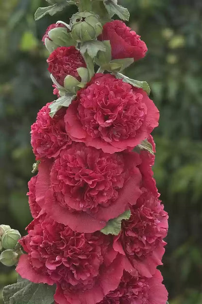 Dark Brown Althaea Rosea Seeds for Planting