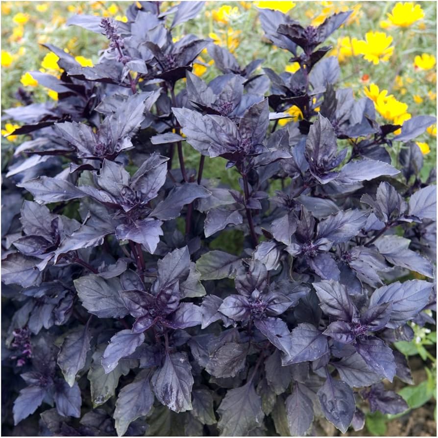 Pink Flower Spikes on Dark Opal Basil Ocimum basilicum Plant