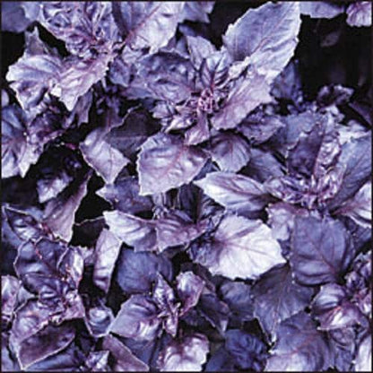 Dark Opal Basil Seeds Ocimum basilicum Purple Ruffled Herb Plant