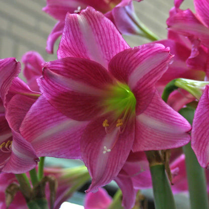 Dark Pink Amaryllis Barbados Seeds for Planting