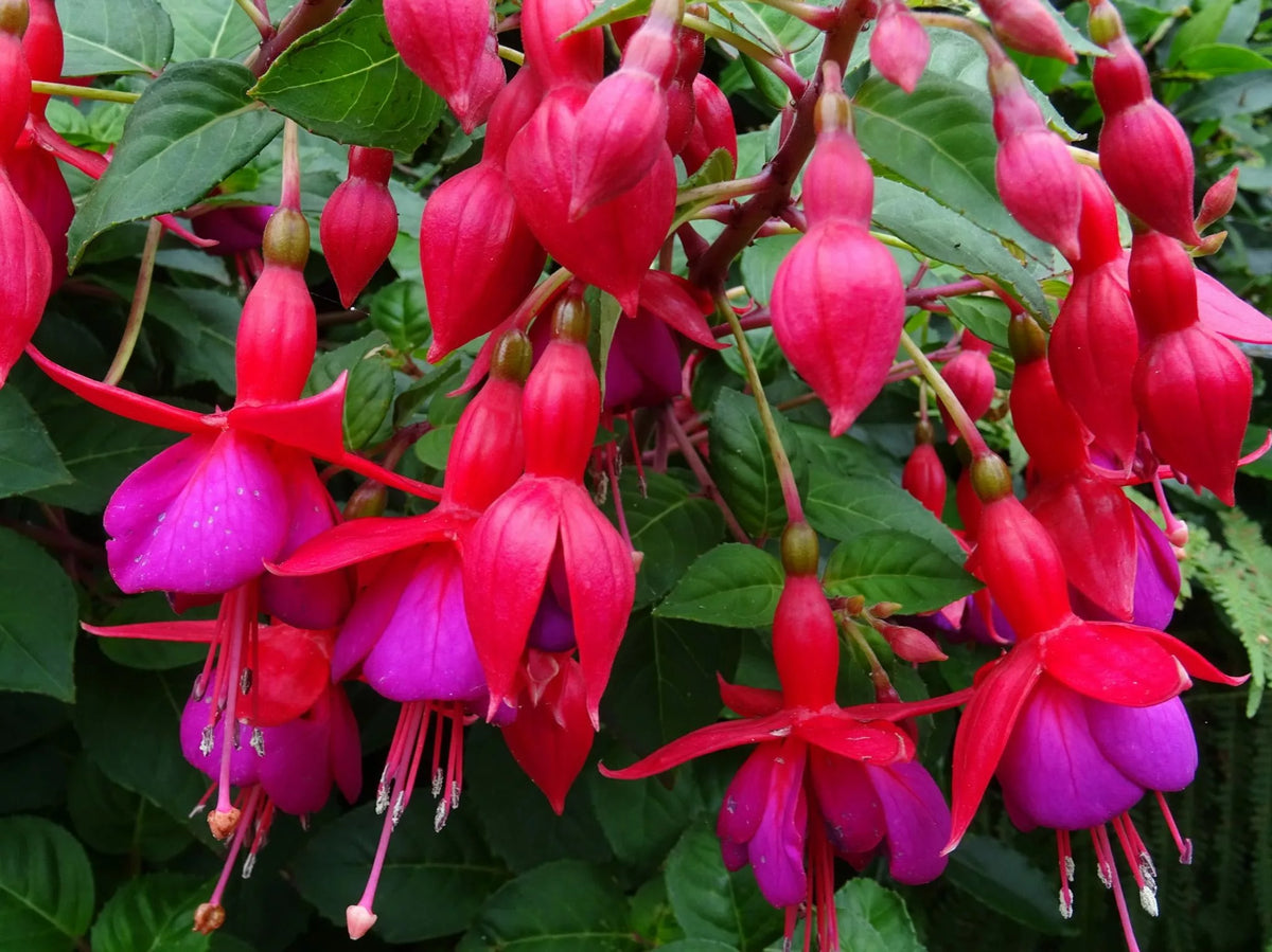 Dark Pink Fuchsia Flower Seeds for Striking Garden Planting