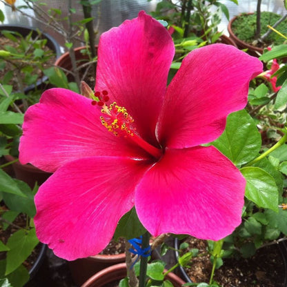 Dark Pink Hibiscus Flower Seeds for Planting