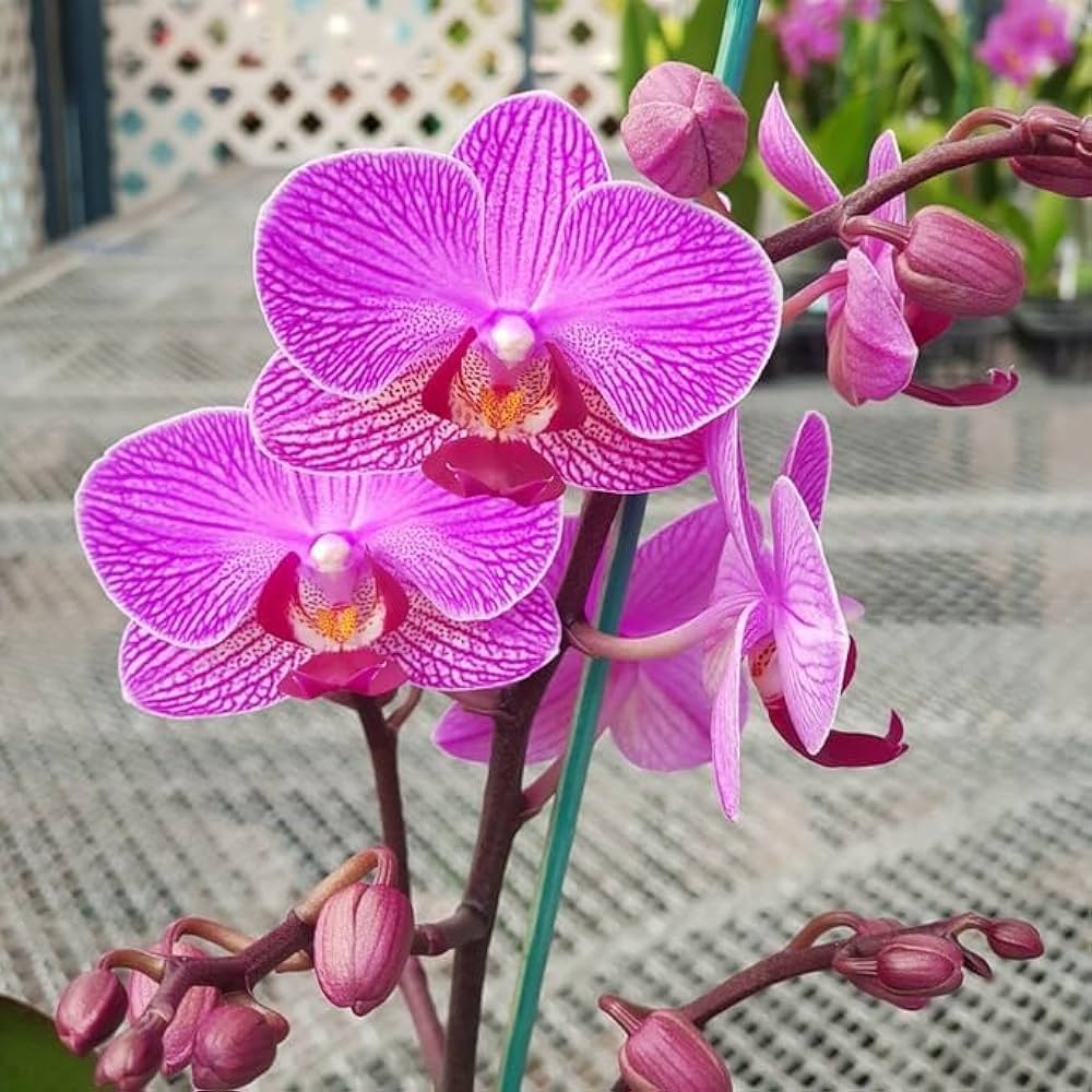 Premium Slipper Orchid Flower seeds for Planting Sun Loving, Heirloom & GMO Free Seeds for Home Garden seeds