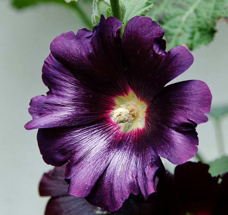 Dark Purple Althaea Rosea Flower Seeds for Exotic Charm in Your Garden