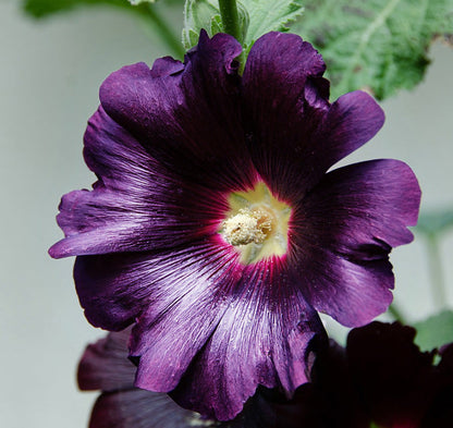 Dark Purple Althaea Rosea Flower Seeds for Exotic Charm in Your Garden