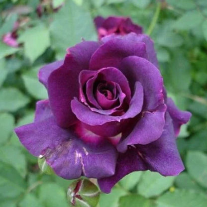 Dark Purple Rose Flower Seeds for Planting
