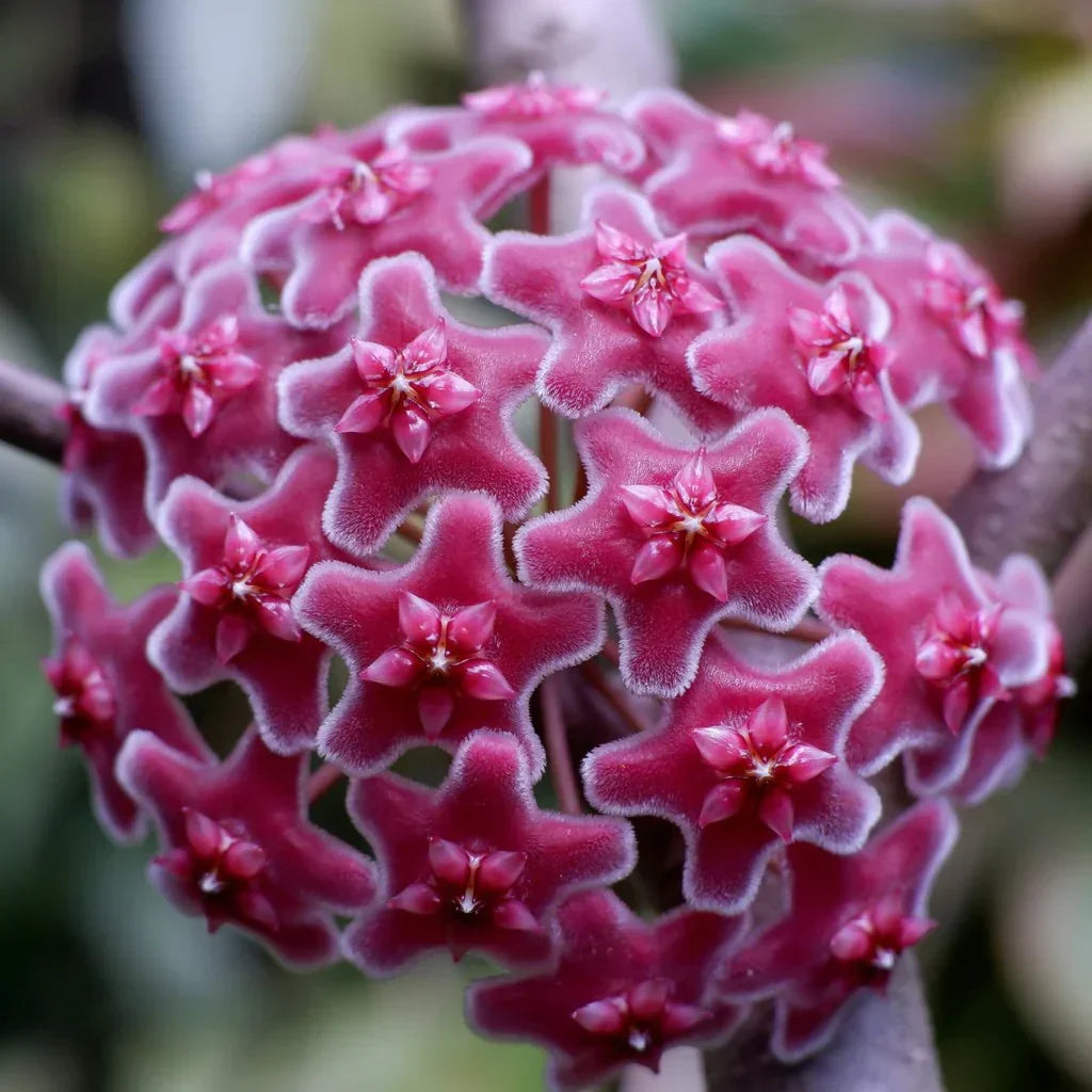 Dark Red Hoya Flower Seeds for Planting
