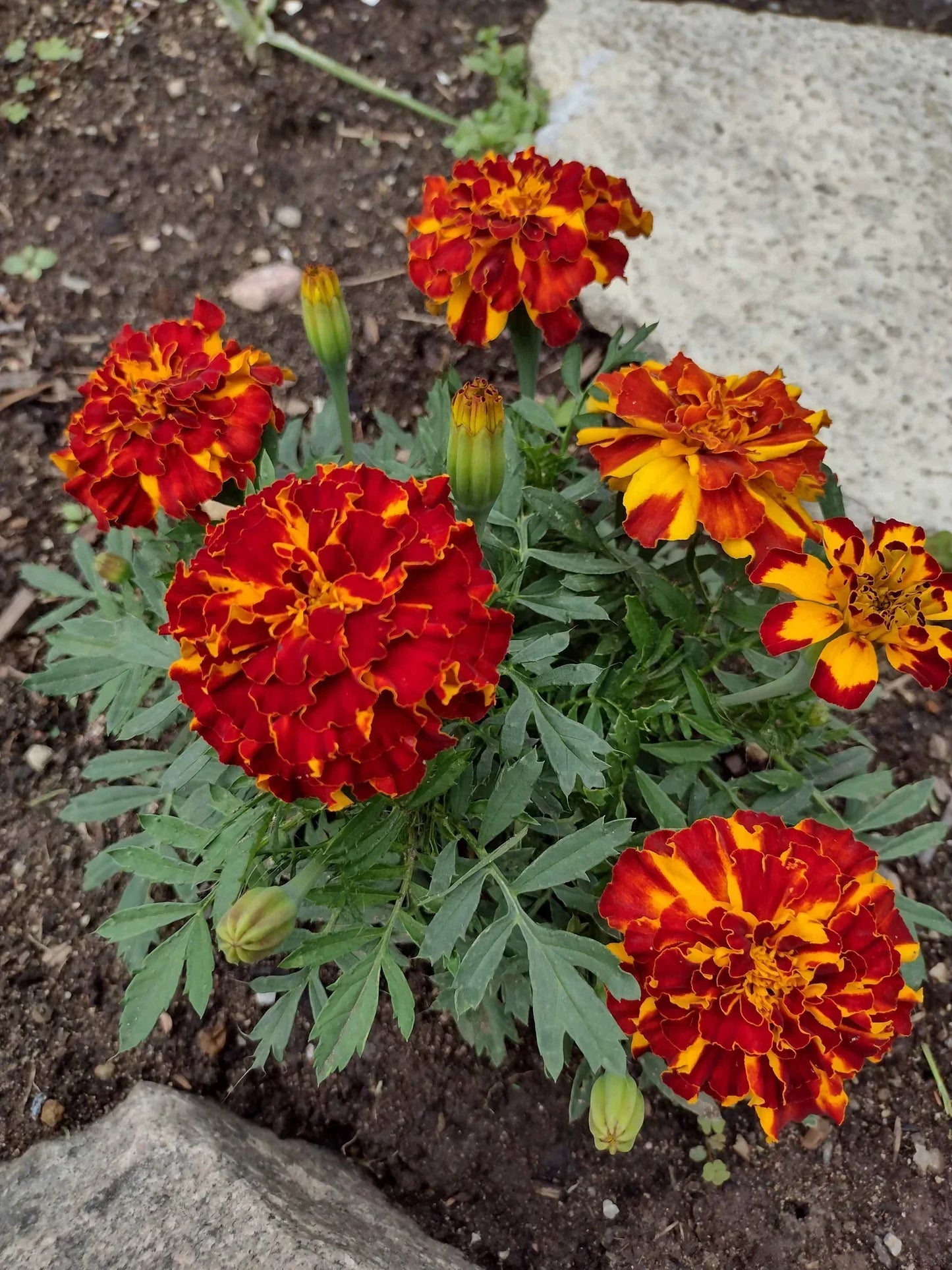 Dark Red Marigold Seeds for Planting