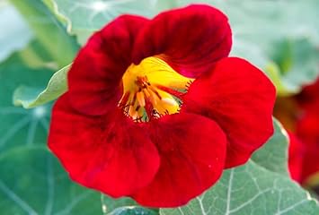 Dark Red Nasturtium Flower Seeds for Planting